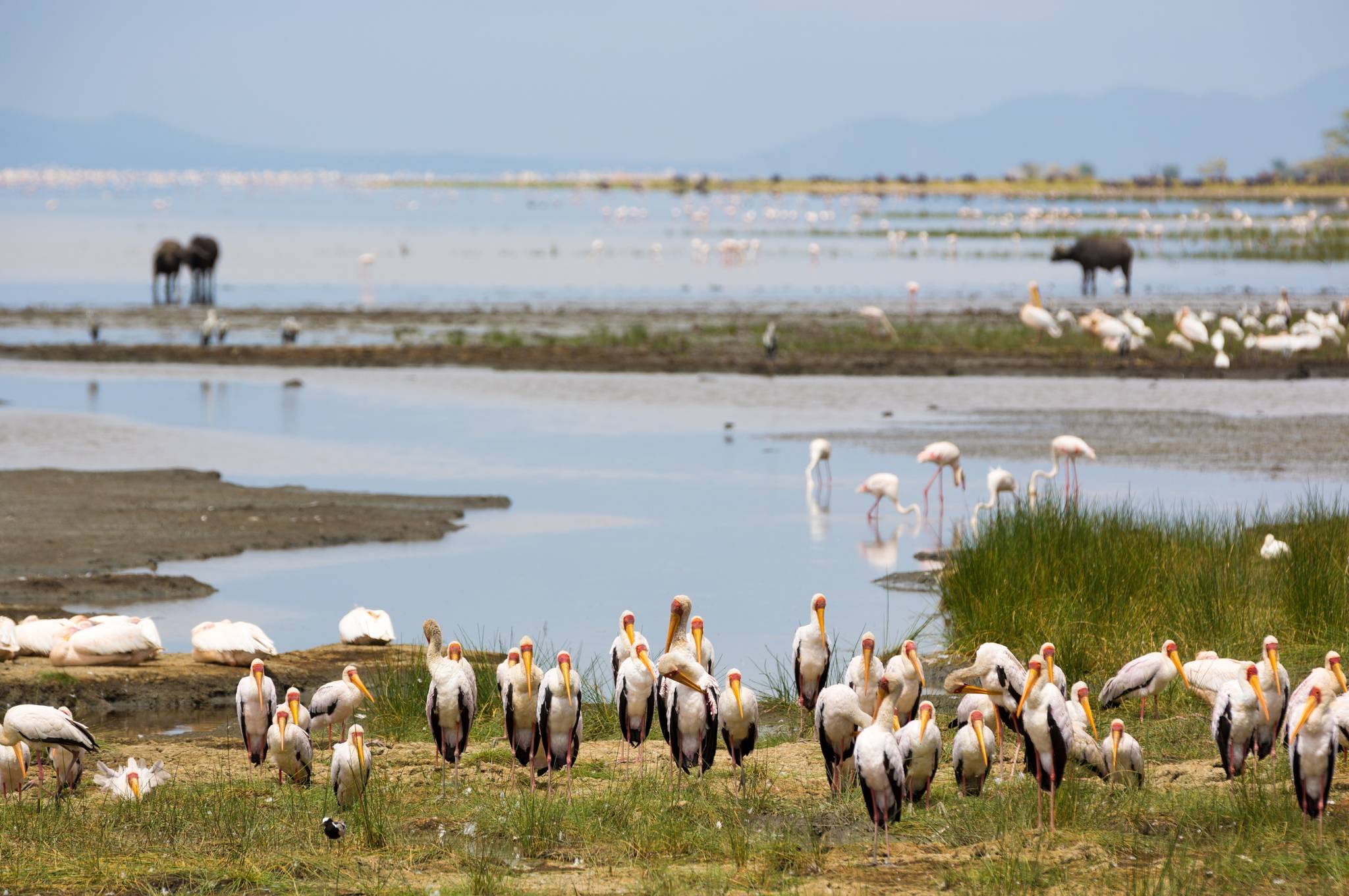 fenicotteri al lago manyara