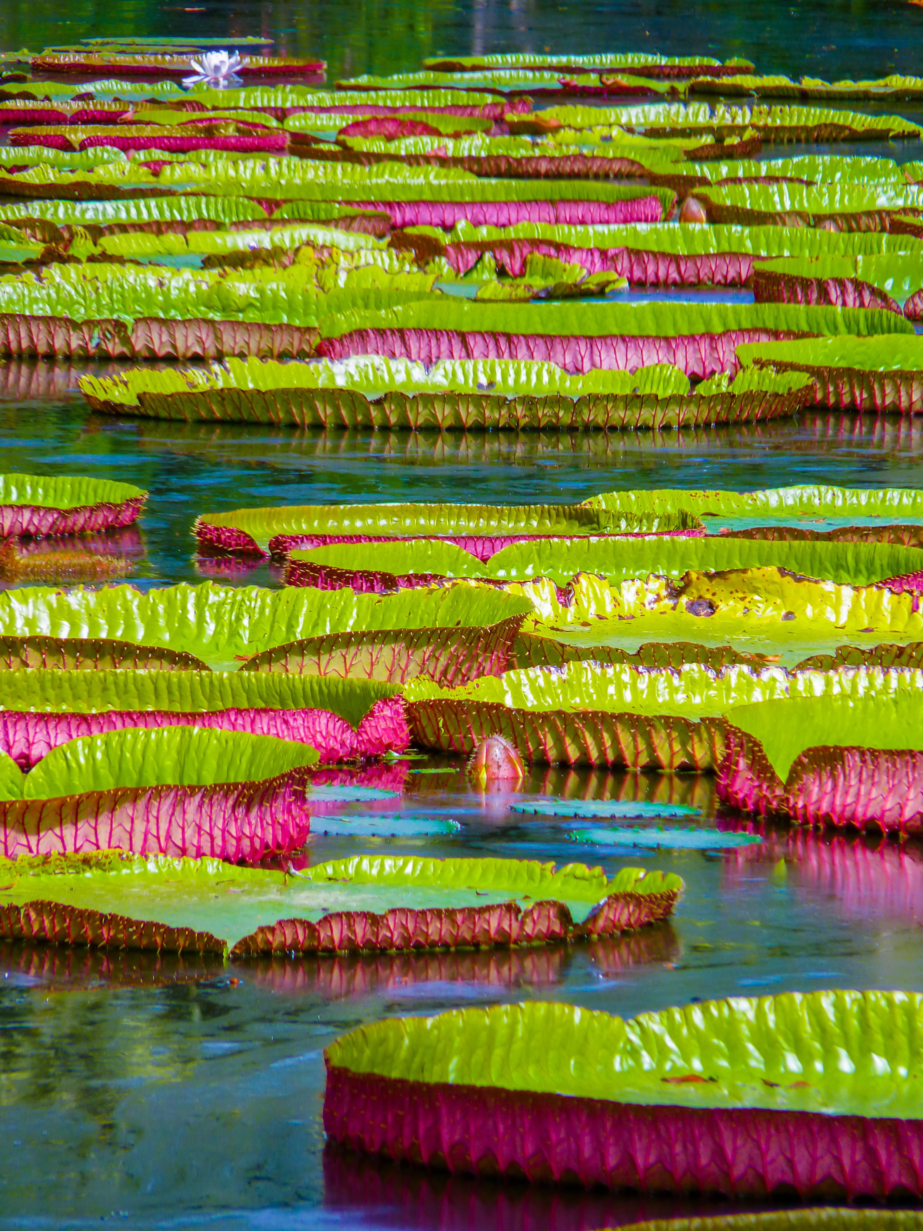 pamplemousses botanical gardens