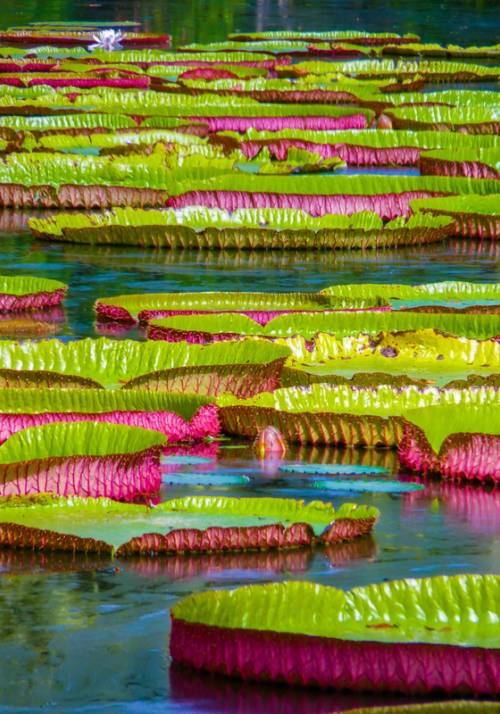 pamplemousses botanical gardens