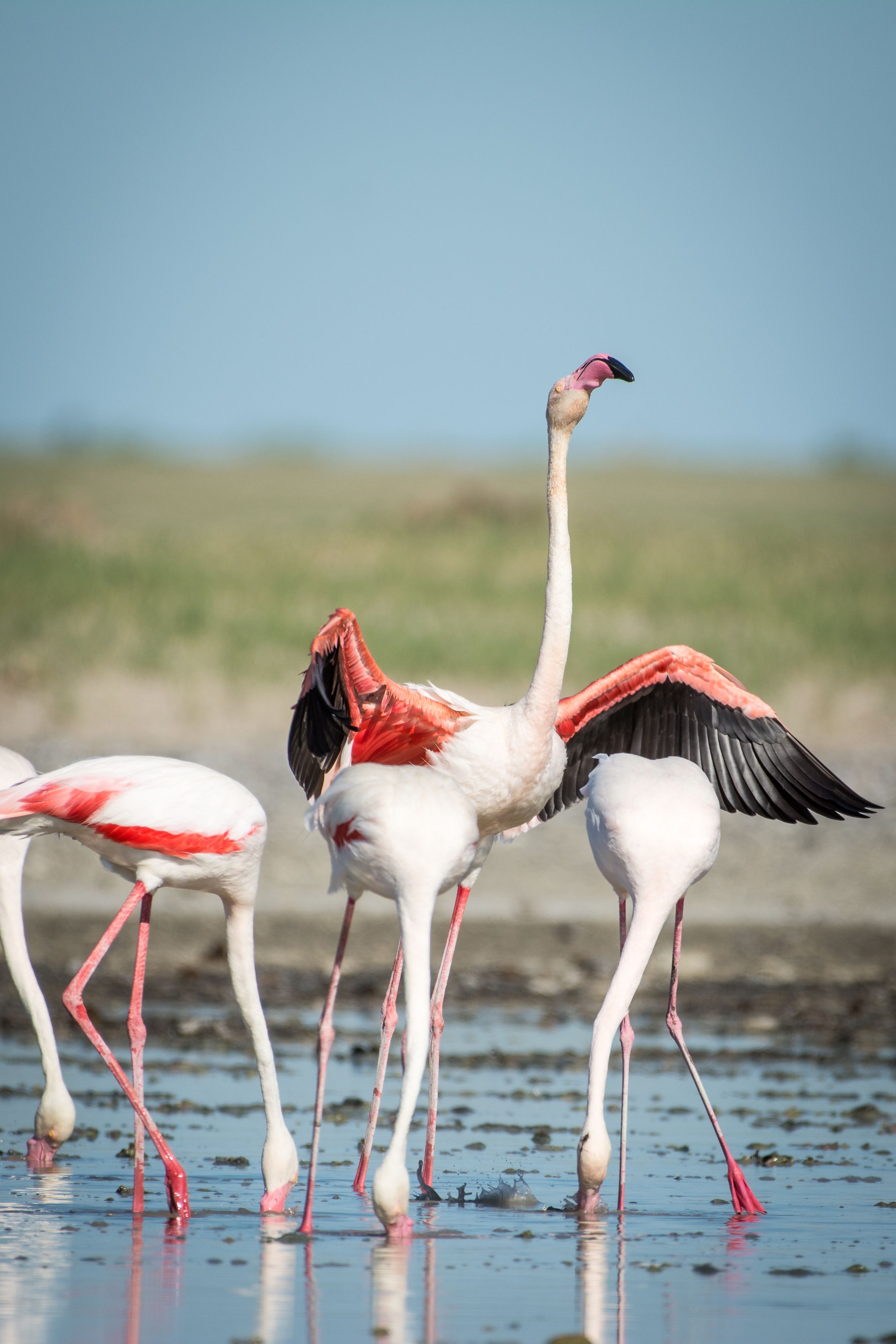 branco di fenicotteri