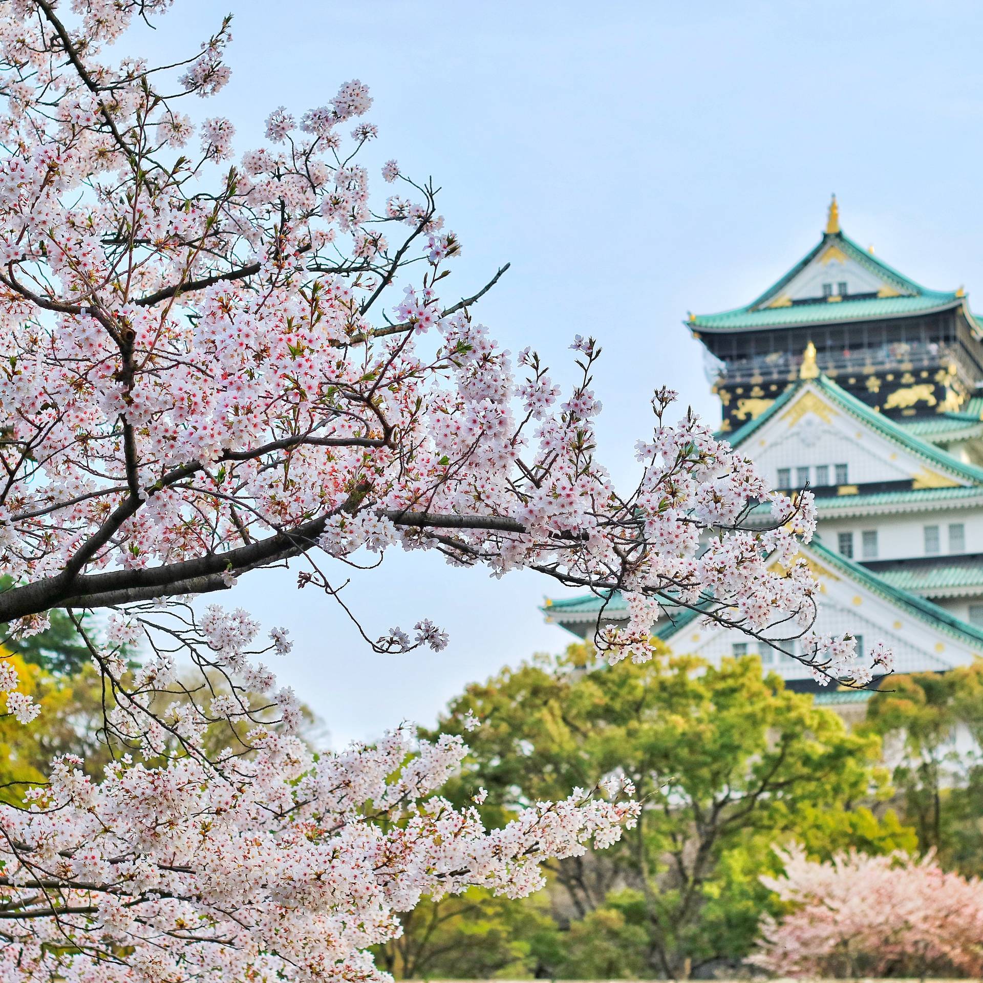 osaka in primavera
