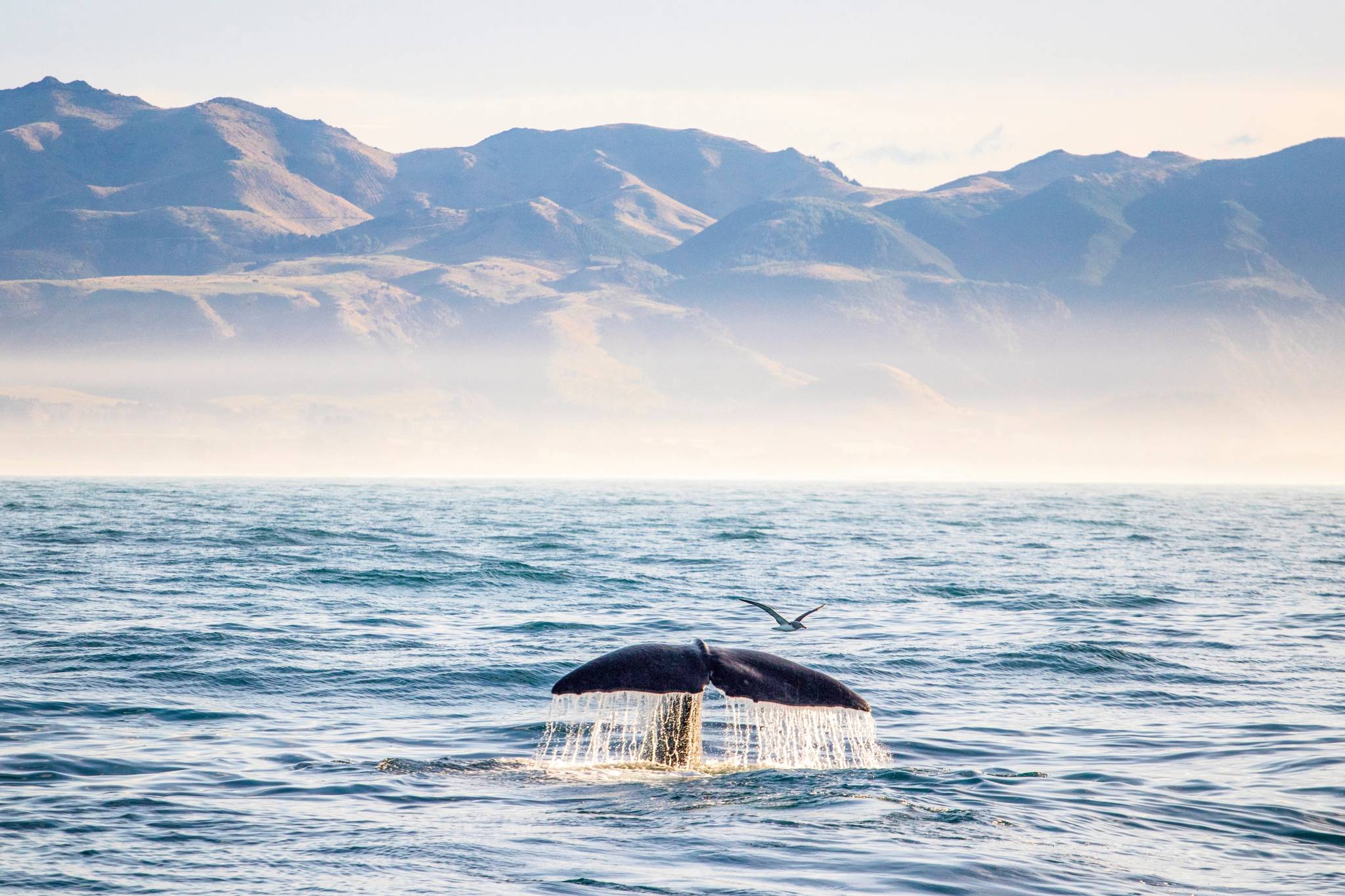 kaikoura new zealand