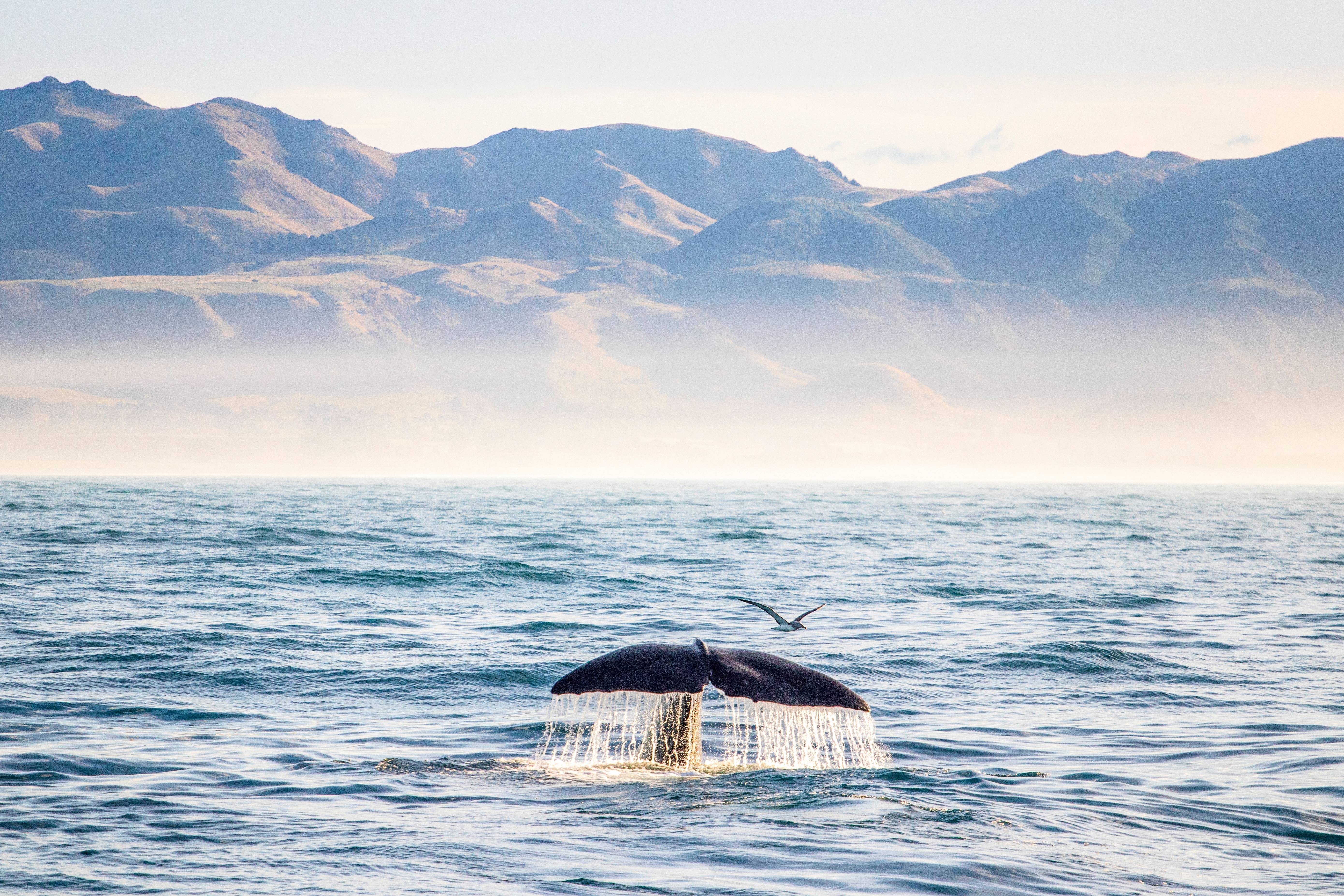 kaikoura