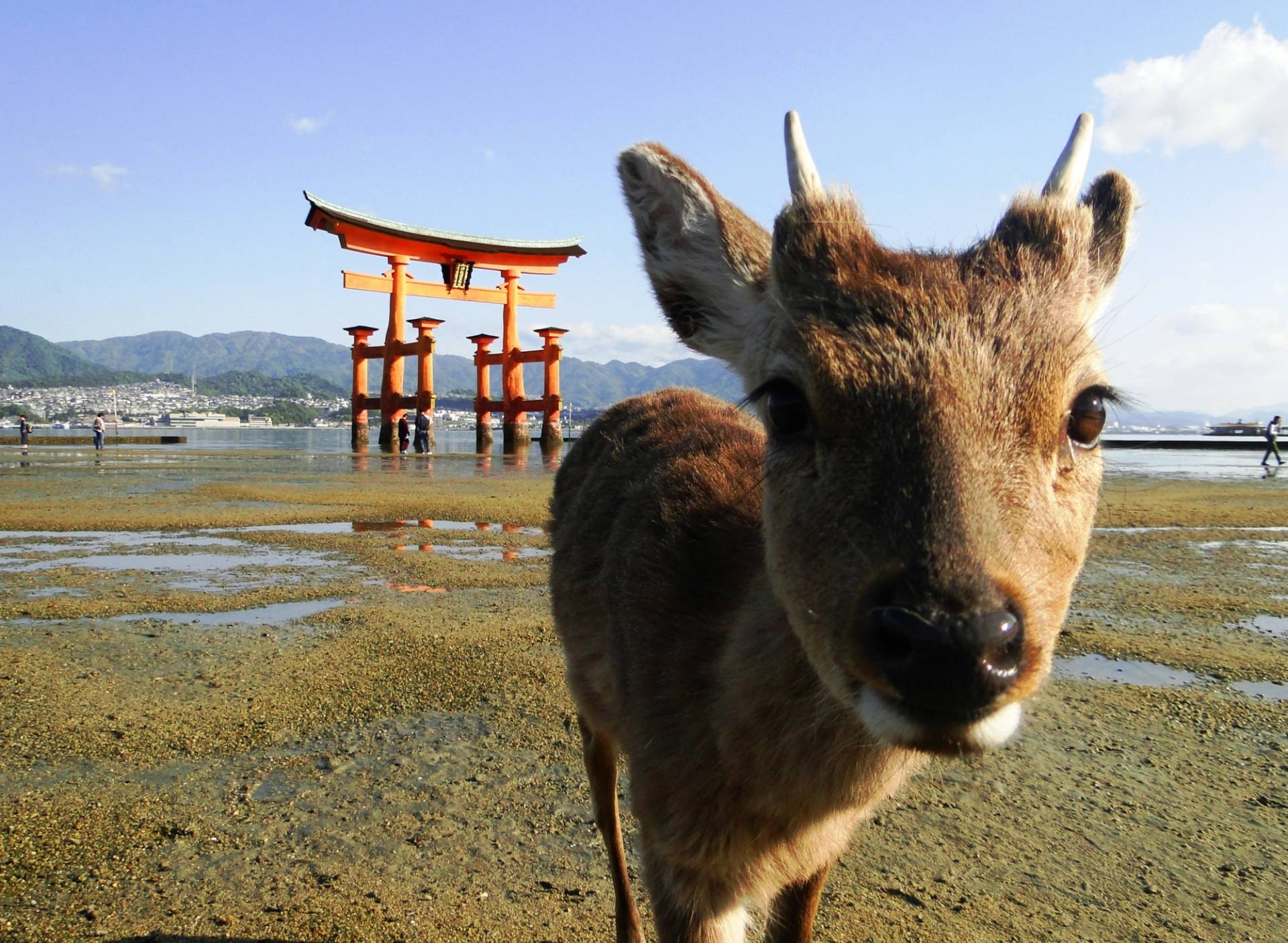 animal