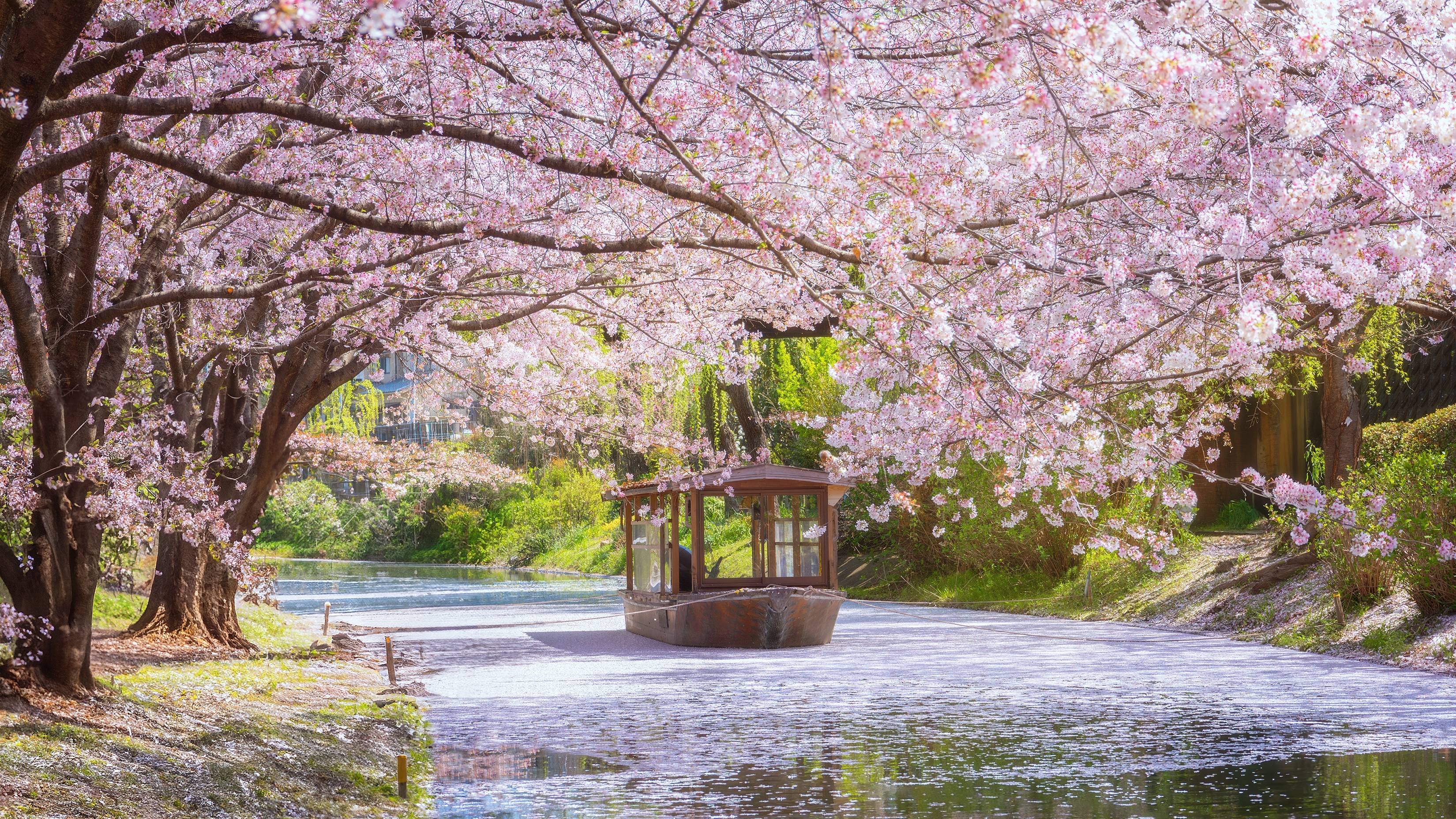 hanami in giappone