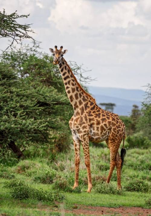 giraffa nella natura