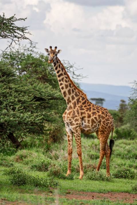 giraffa nella natura