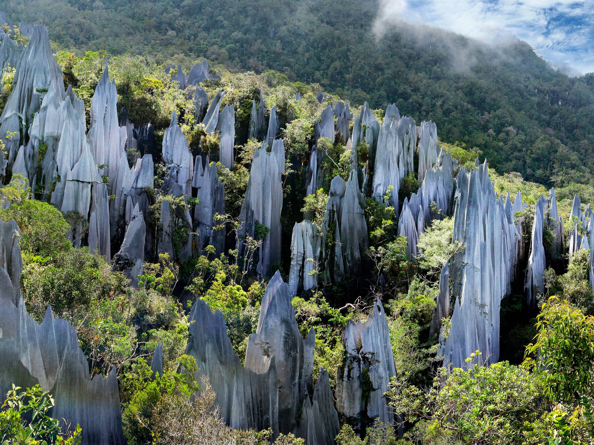 Tour nel cuore selvaggio della Malesia cover