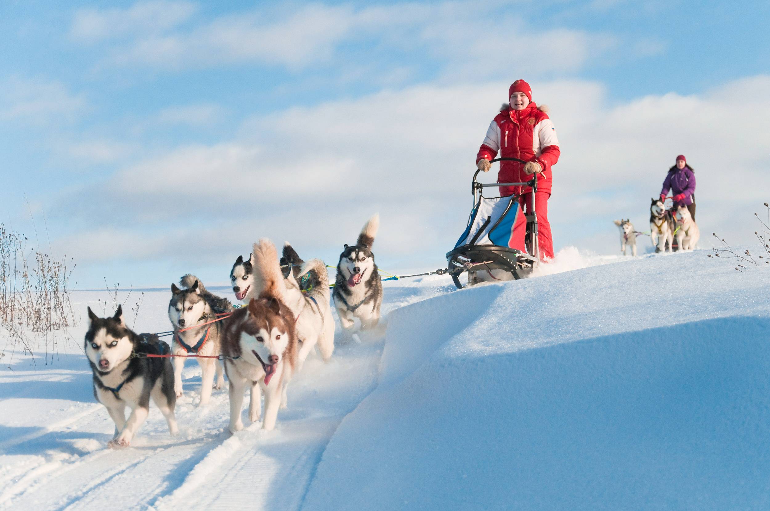 persone su slitta trainata da cani husky nella neve