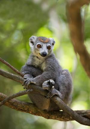 lemuri nel parco nazionale dell ankarana est