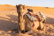 cammello nel deserto