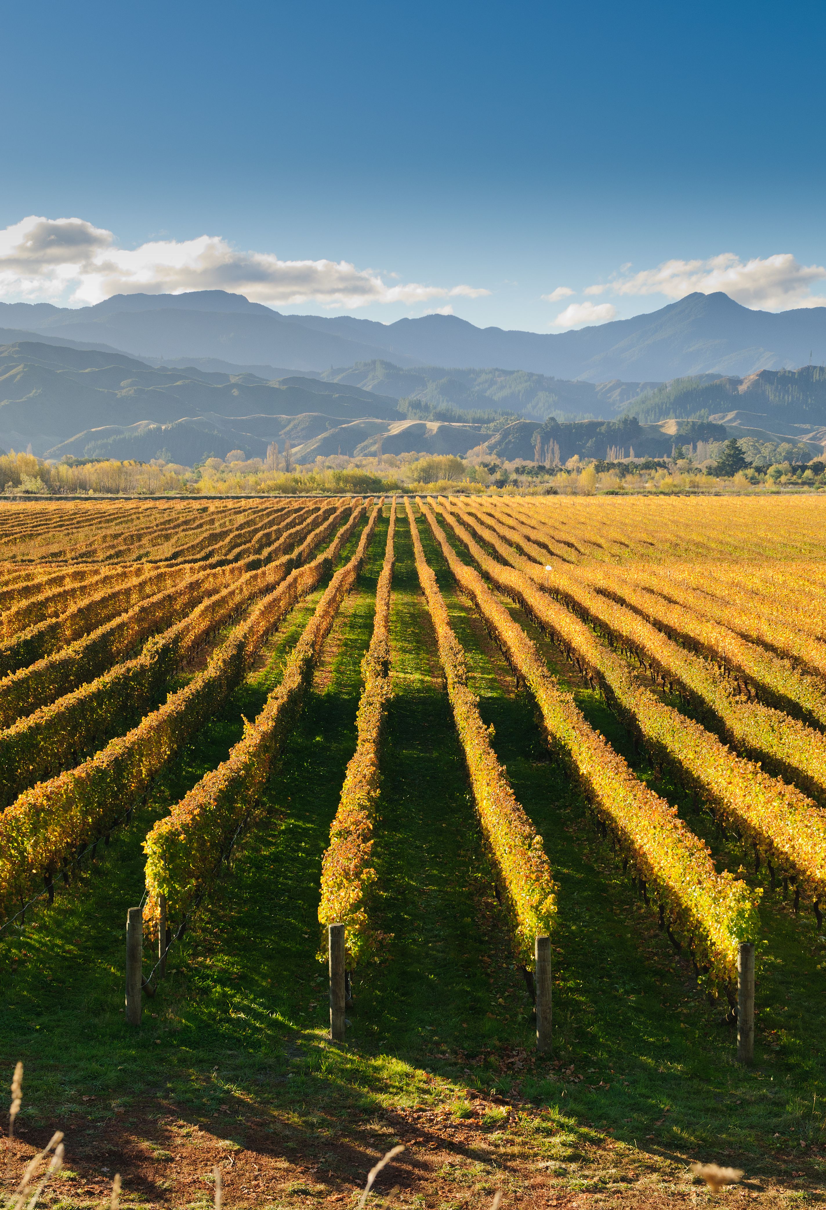 vigneto in nuova zelanda