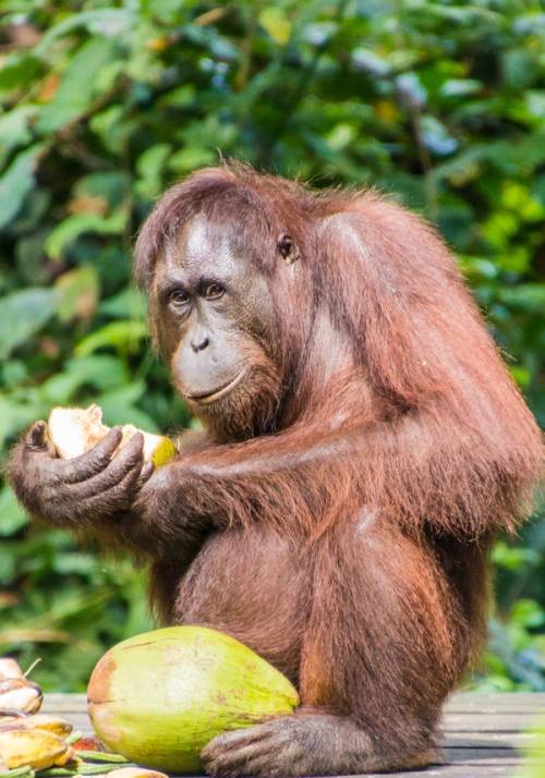 chimpanzee
