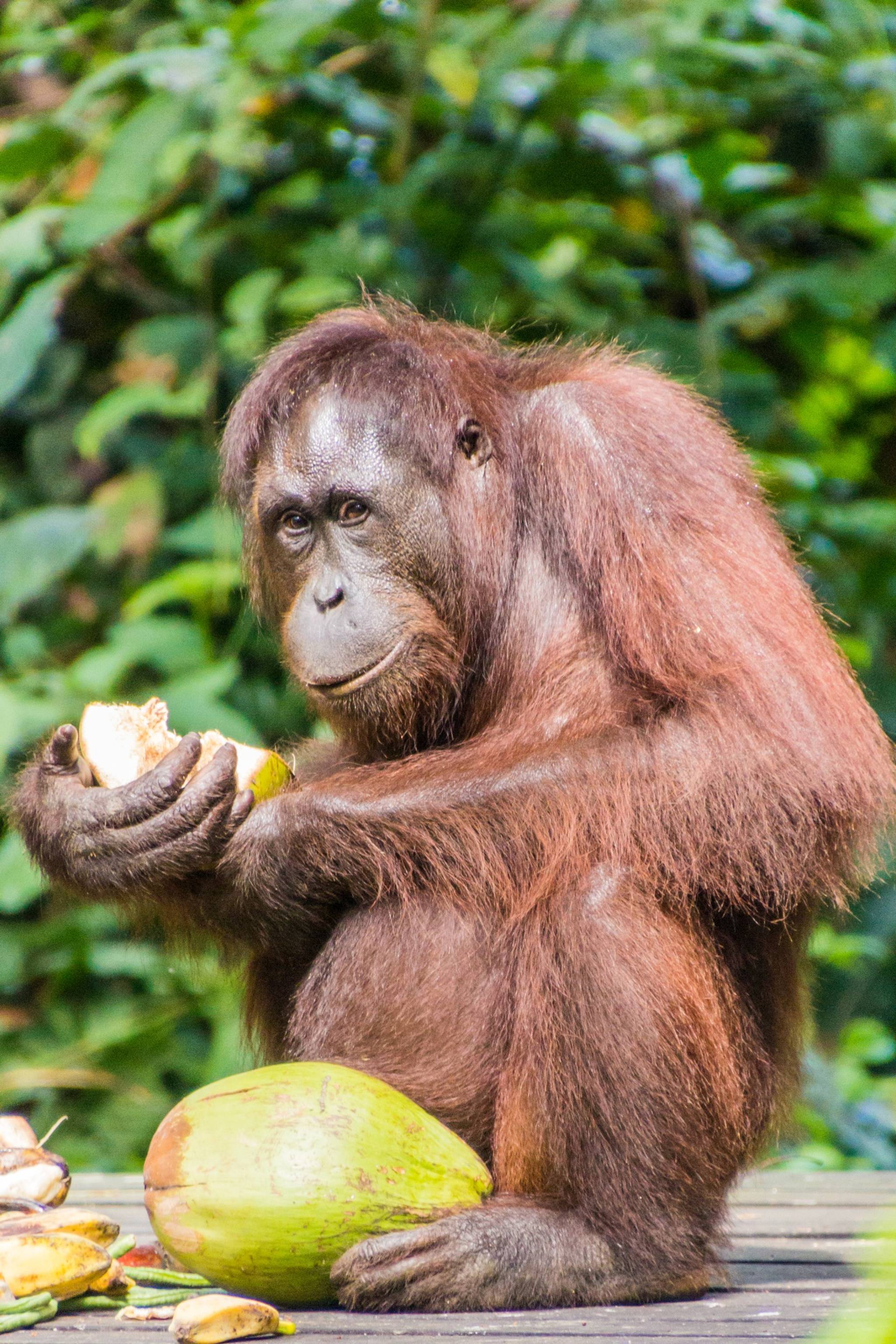 scimmia nel borneo