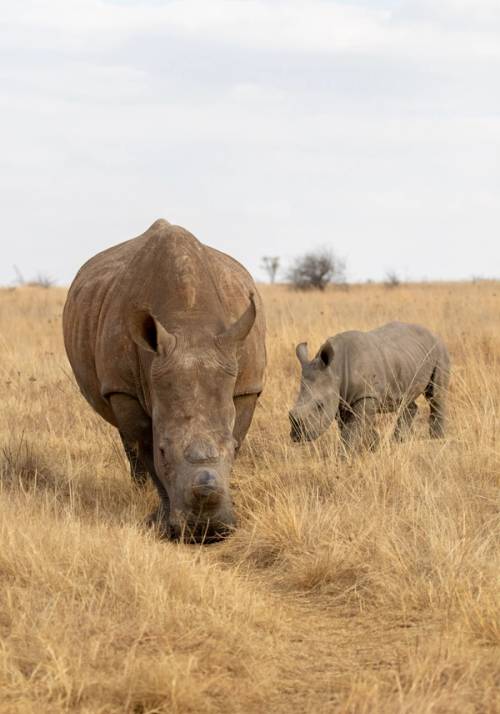 ziwa reserve