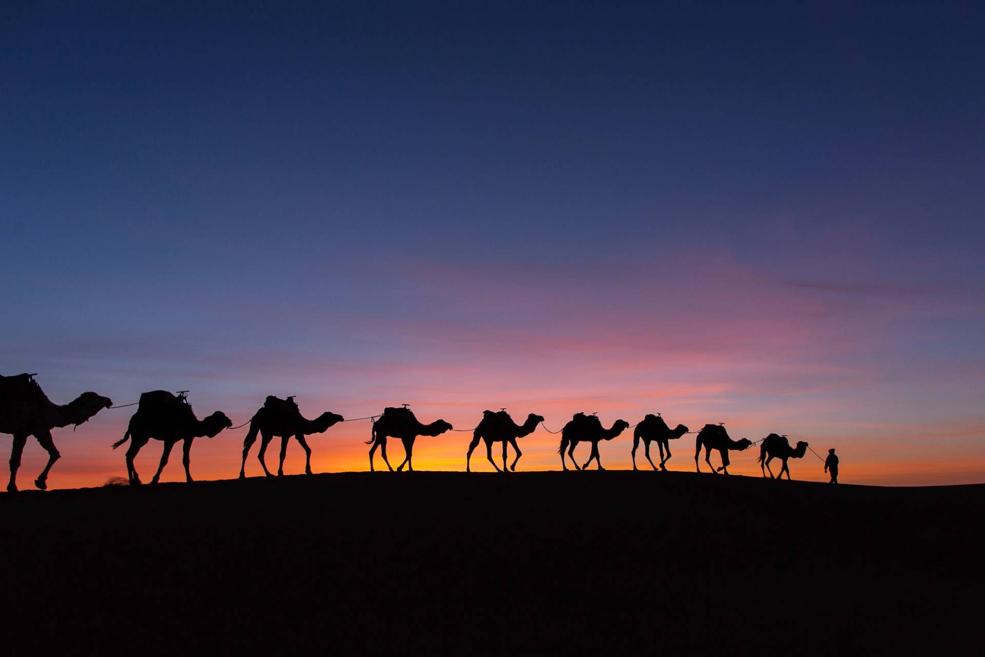 camels of the sahara desert