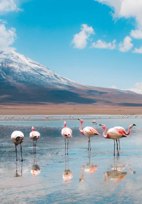 fenicotteri rosa in cile
