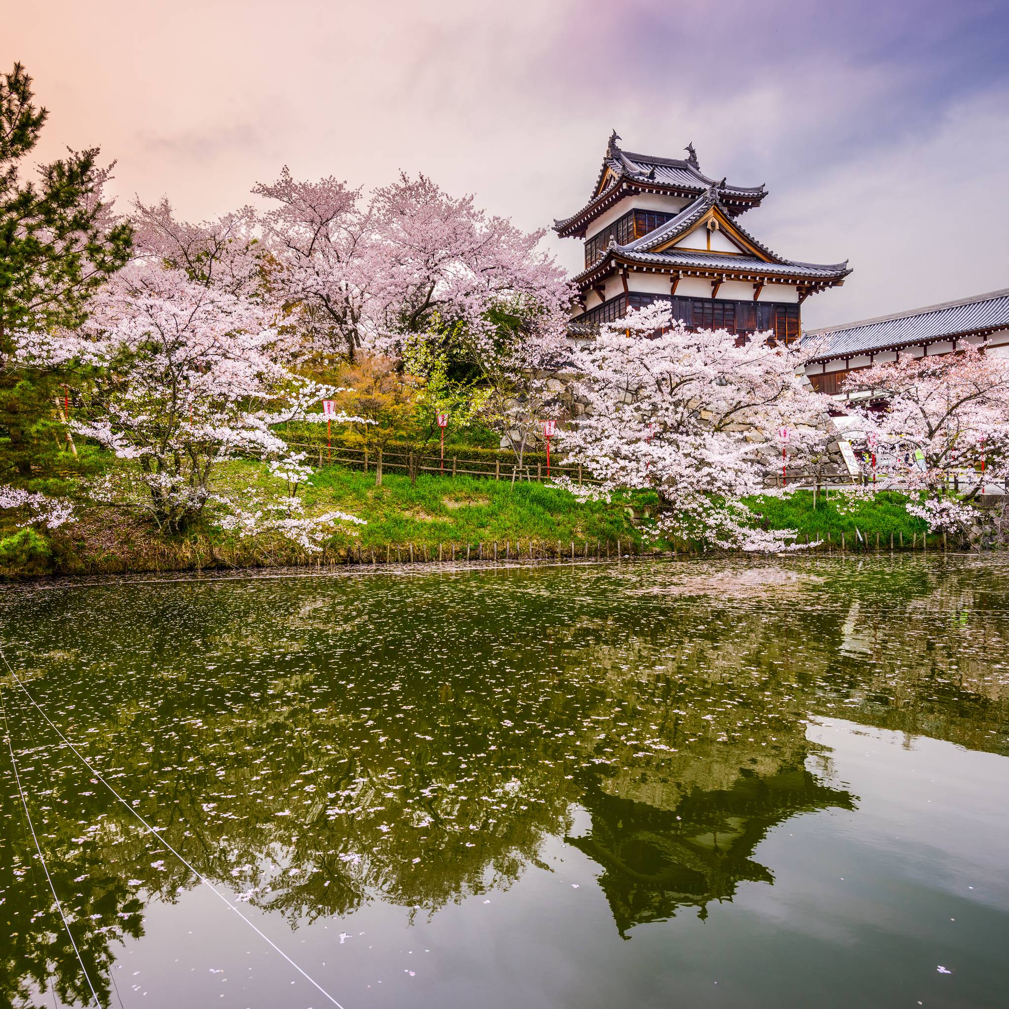 Tour icone del Giappone: da Tokyo a Kyoto