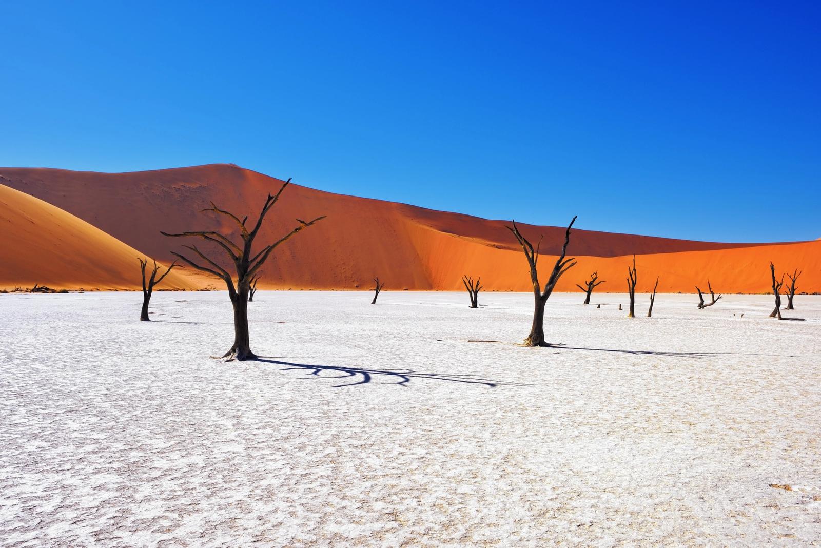 dead vlei deserto bianco con alberi namibia
