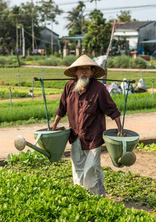 contadino vietnamita