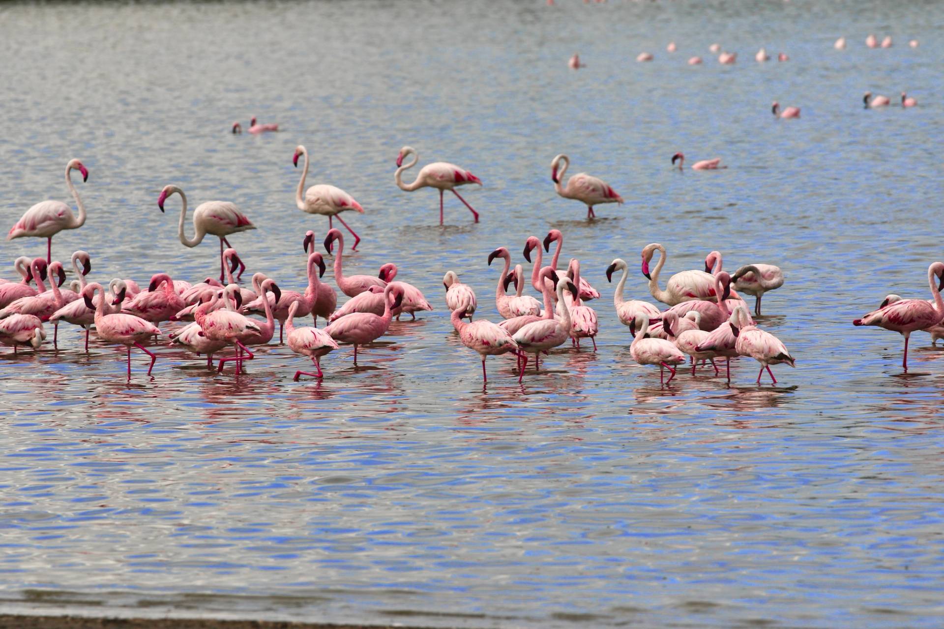 lago natron