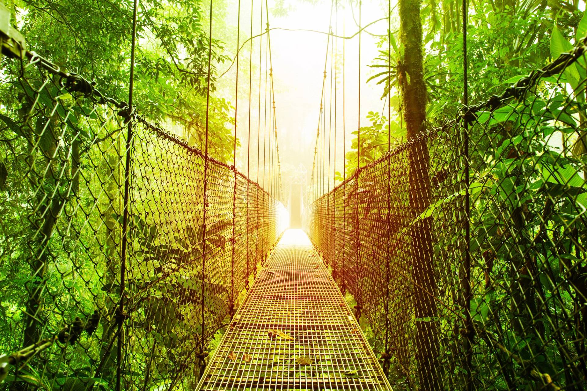 Suspension Bridge in Costa Rica