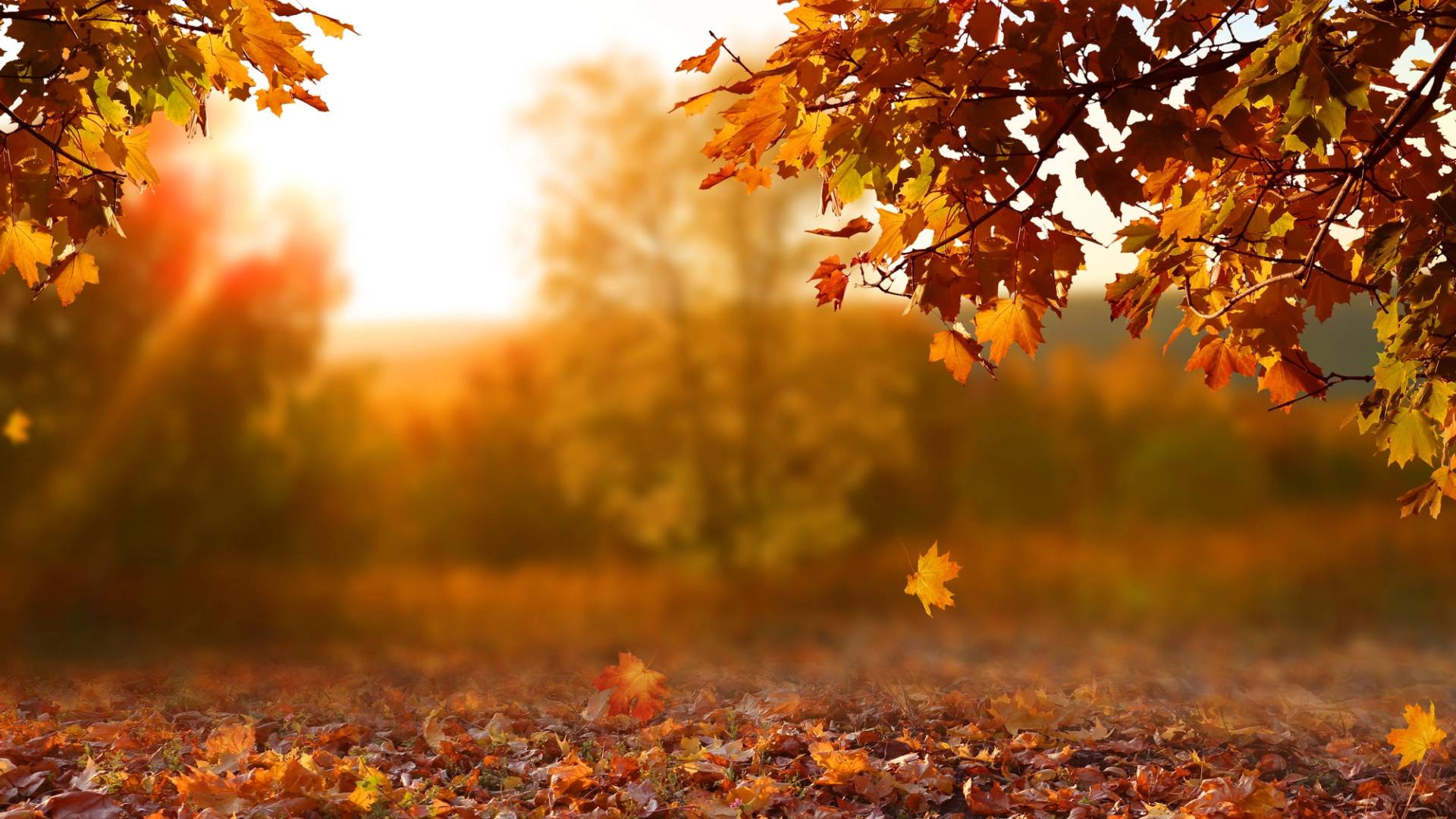 organized trips in November