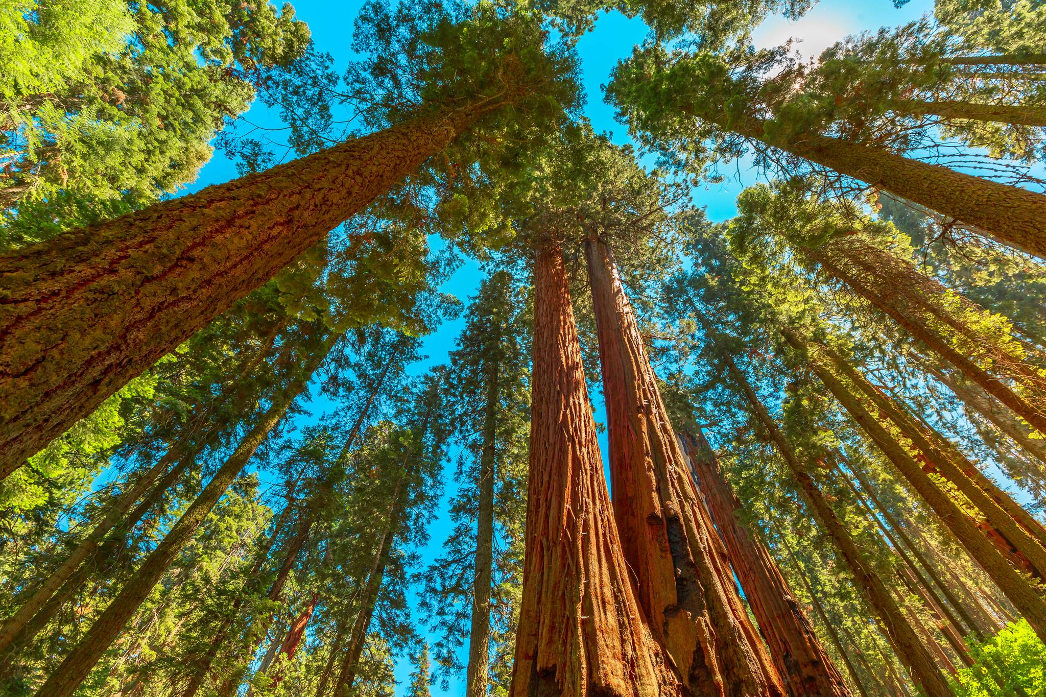 sequoia national park