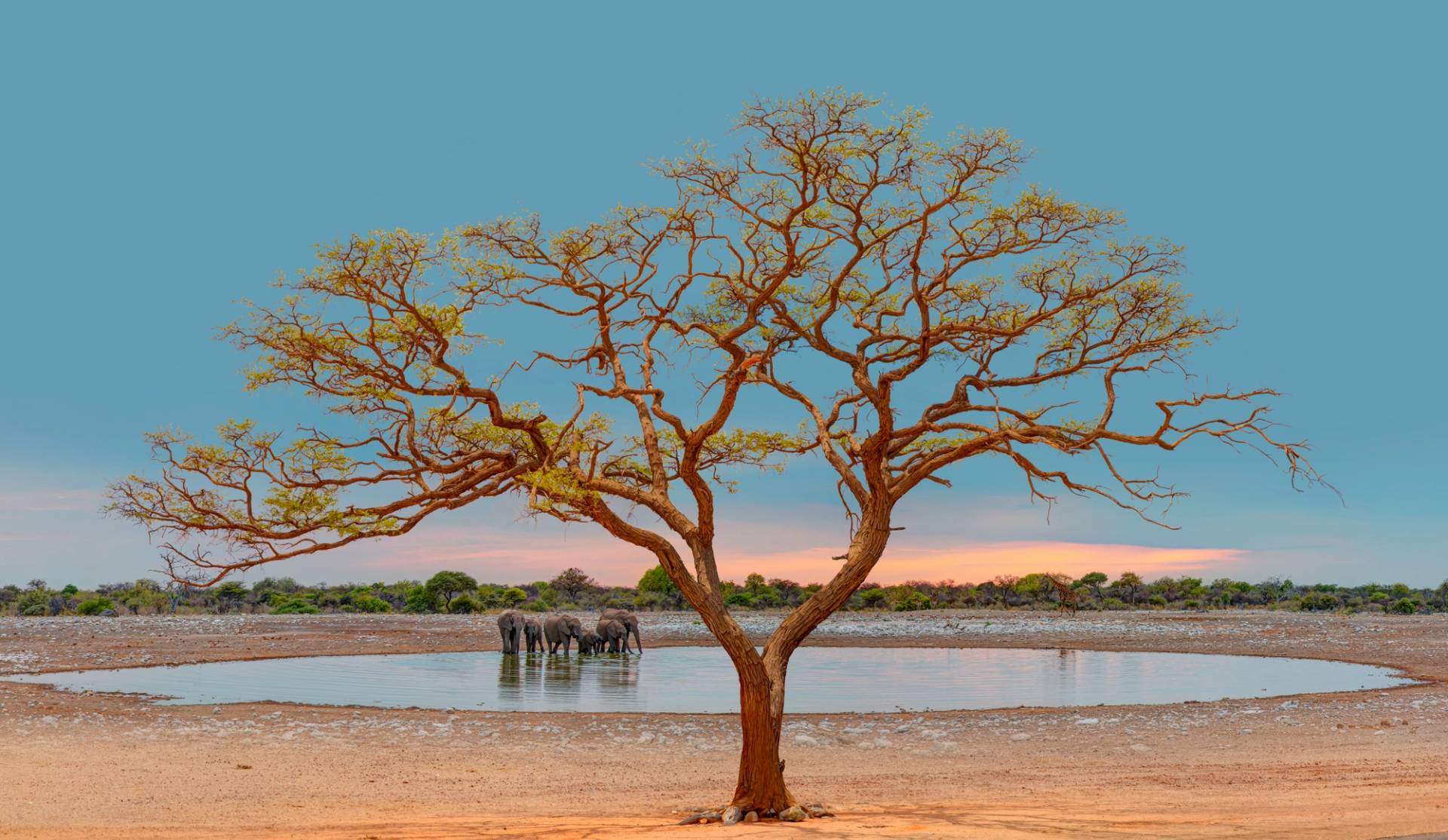 parco nazionale di etosha