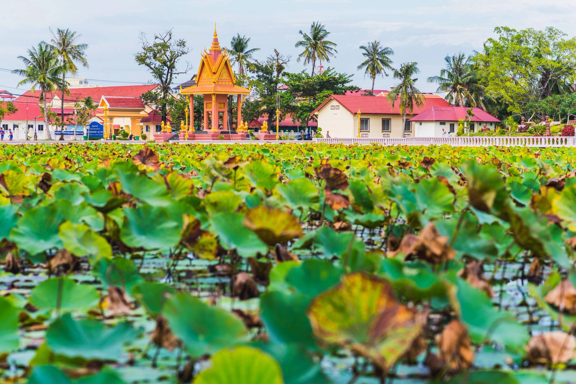 water lilies