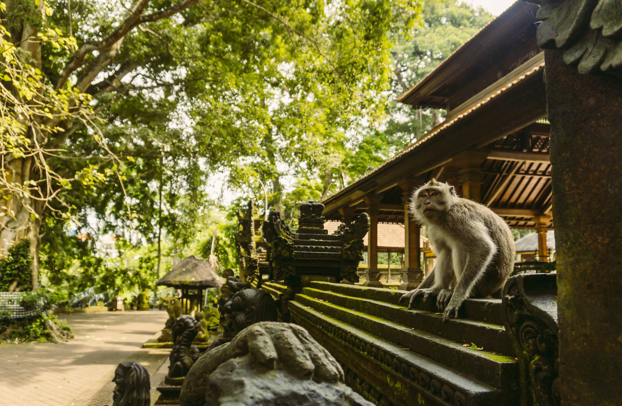 monkey forest