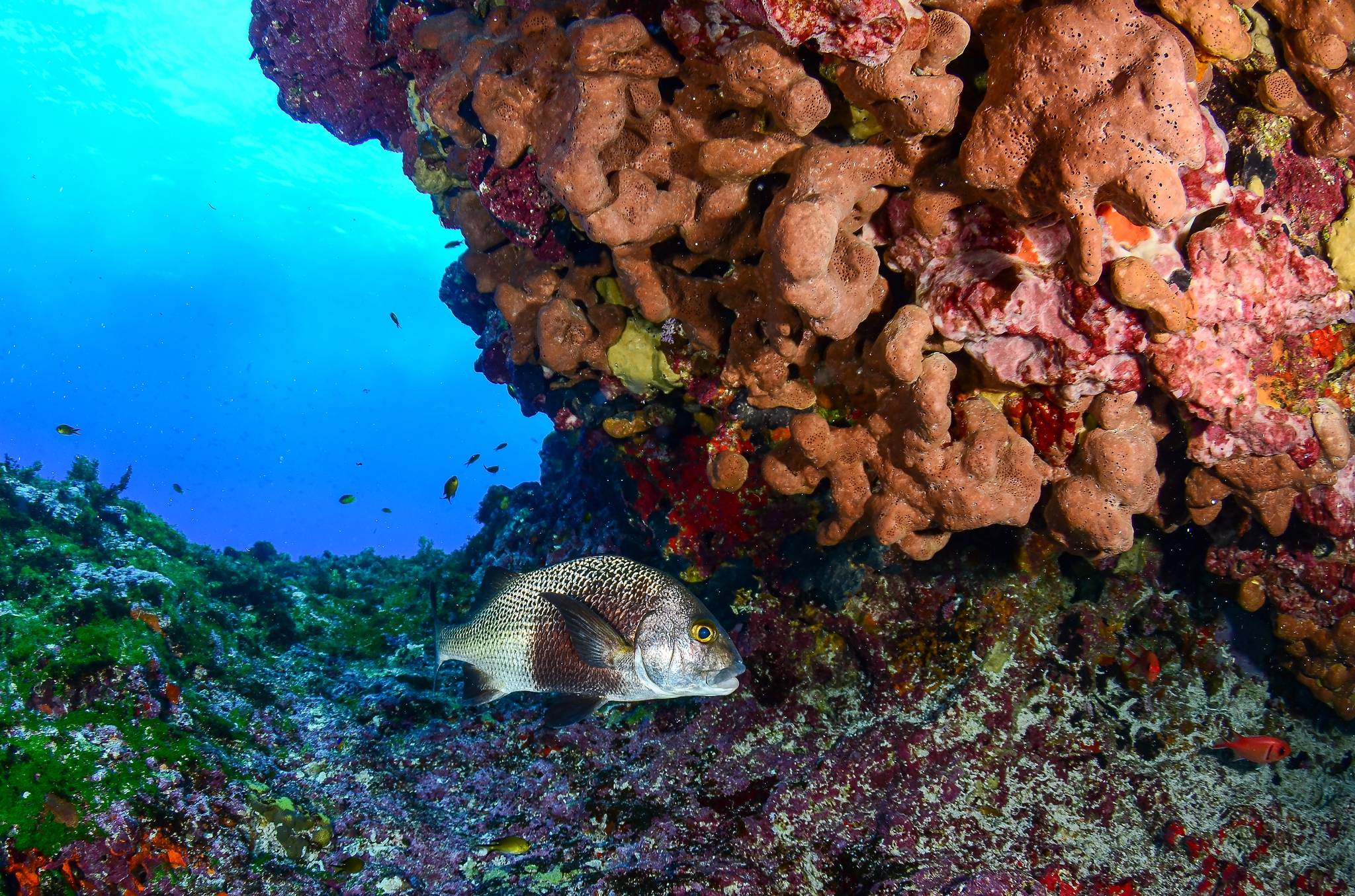 fernando de noronha