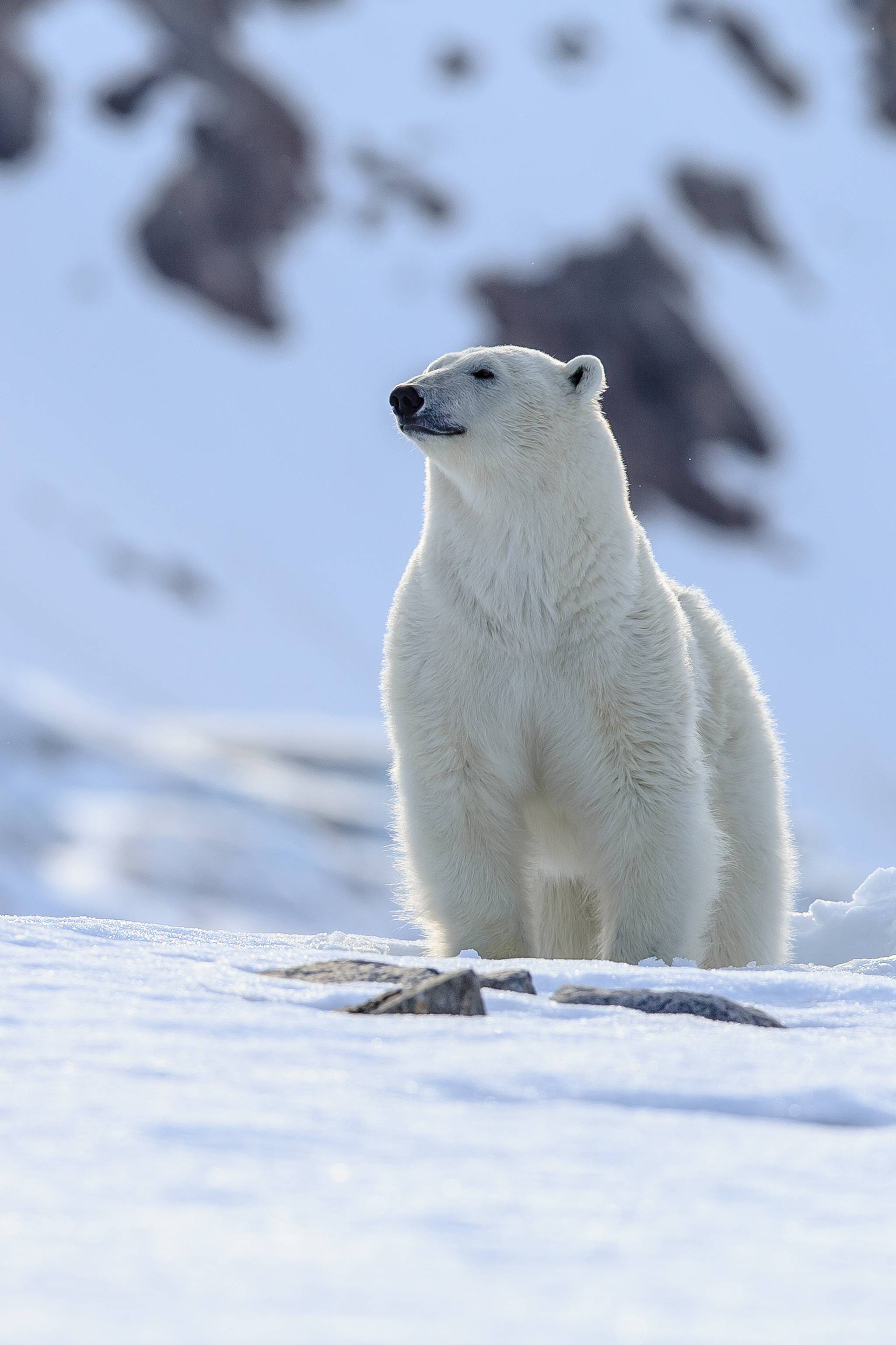 orso polare in norvegia