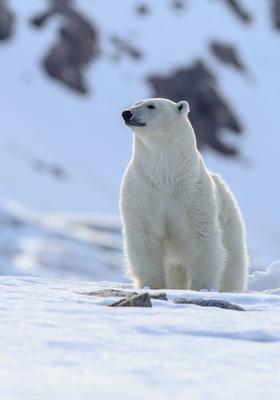 orso polare isole svalbard norvegia