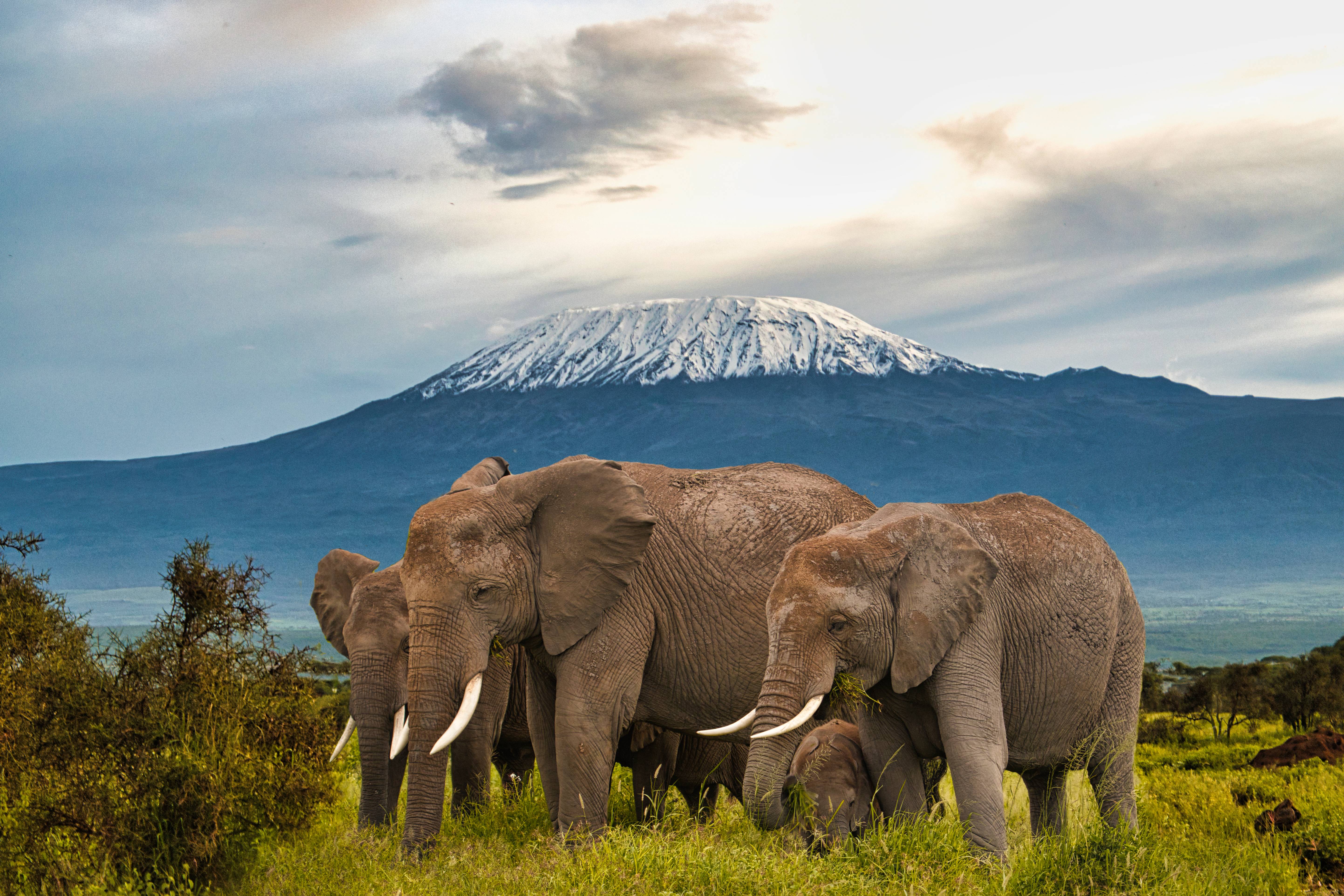 elefanti al parco amboseli kenya