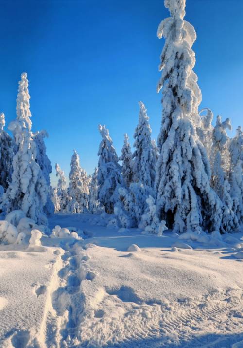 foresta a nurmes