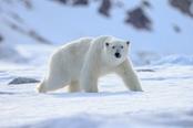 orso polare nel suo habitat naturale