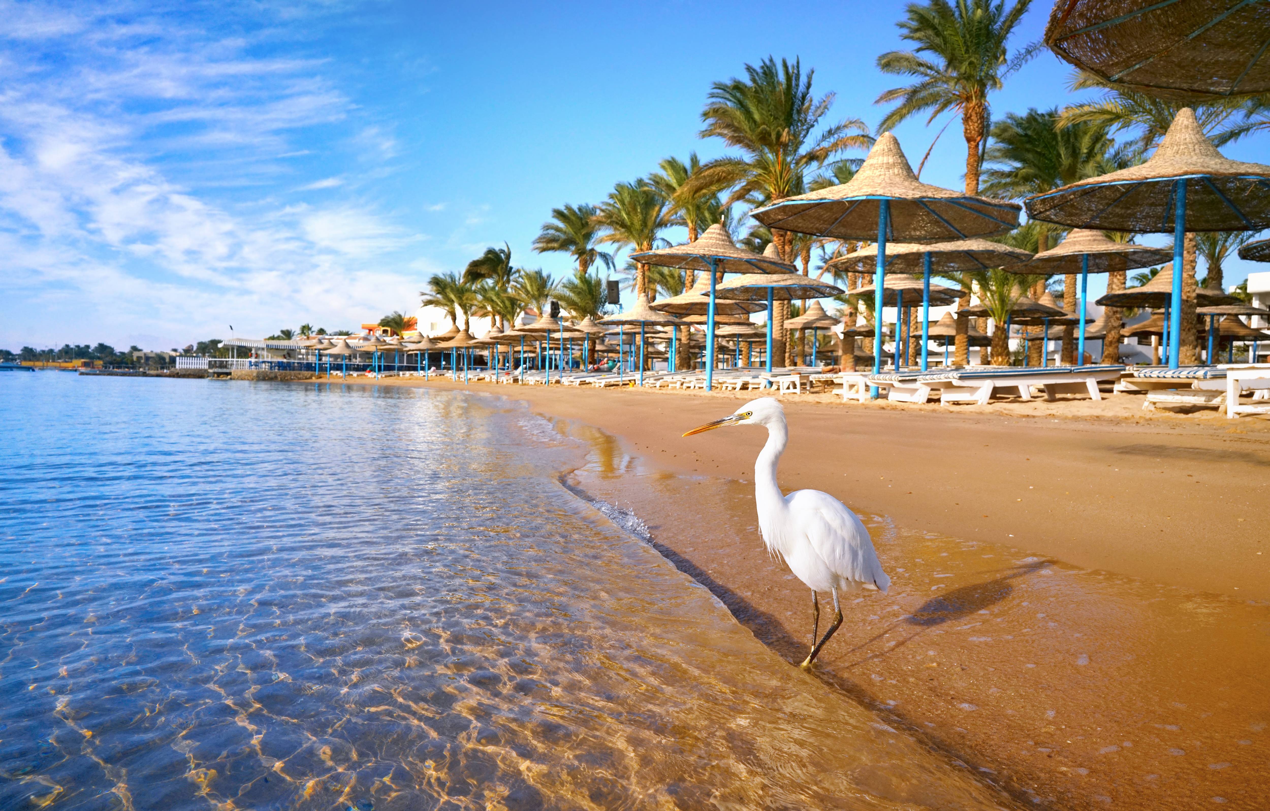 spiaggia con mare limpido e gabbiano