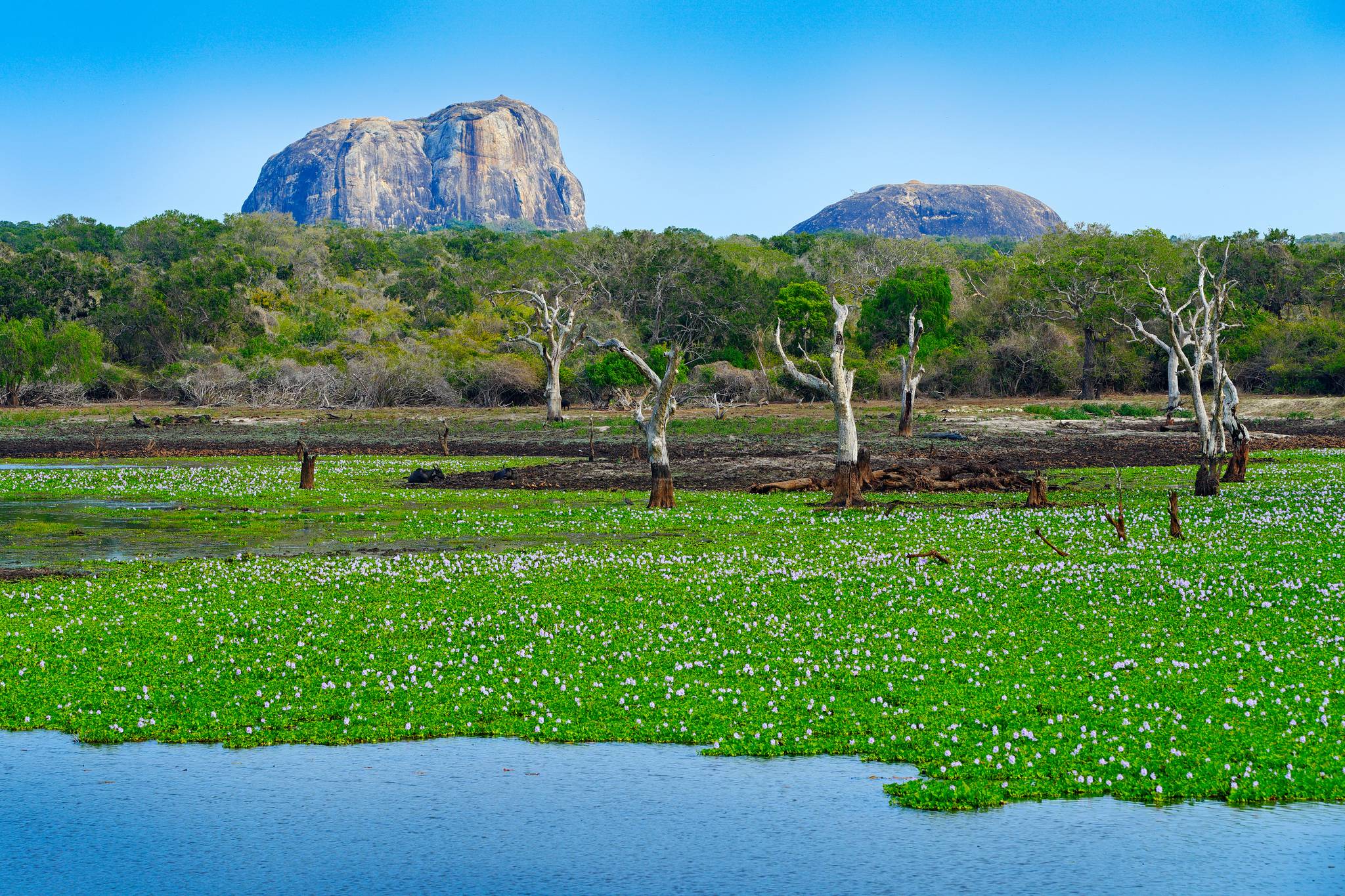yalanationalpark