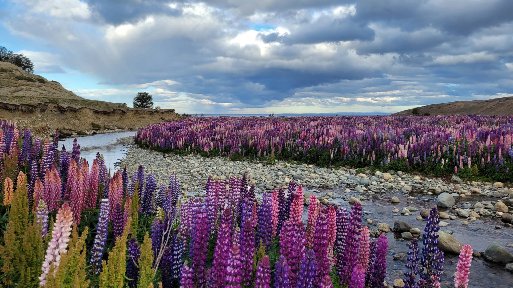 punta arenas cile