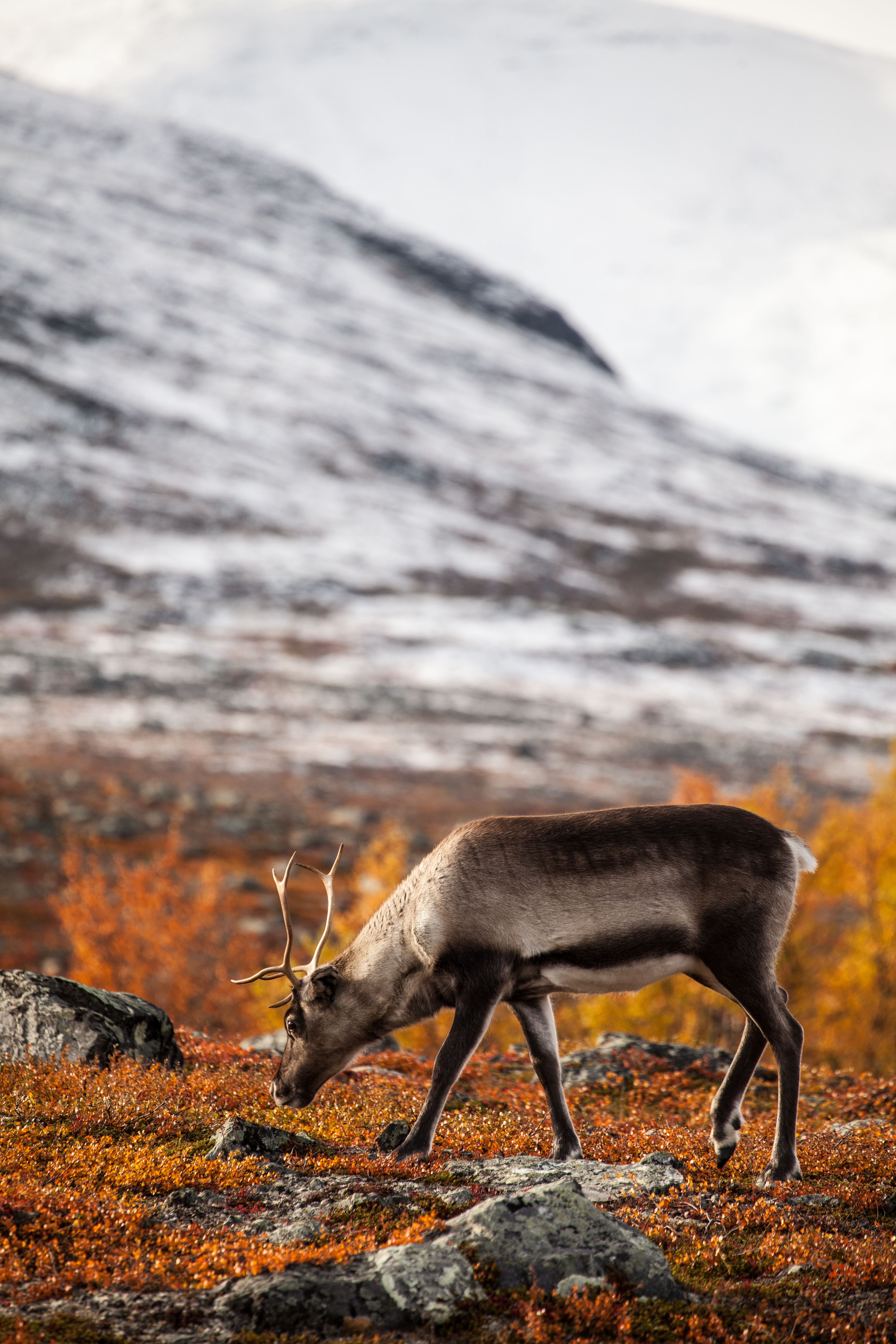parco di abisko