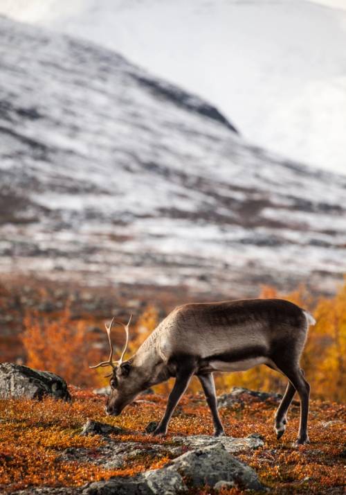 parco di abisko