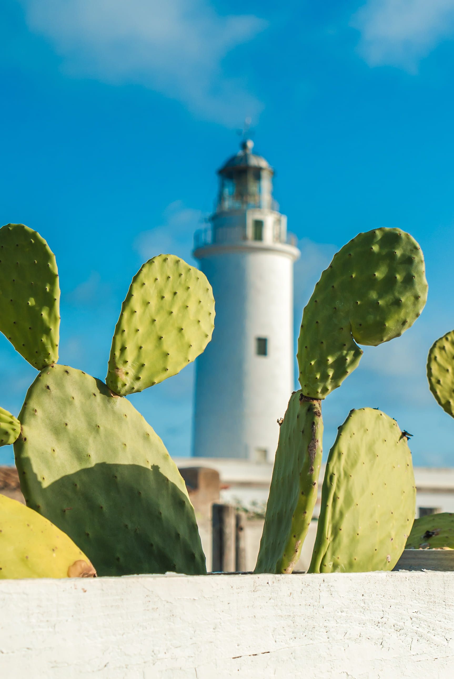 faro di formentera fra i cactus
