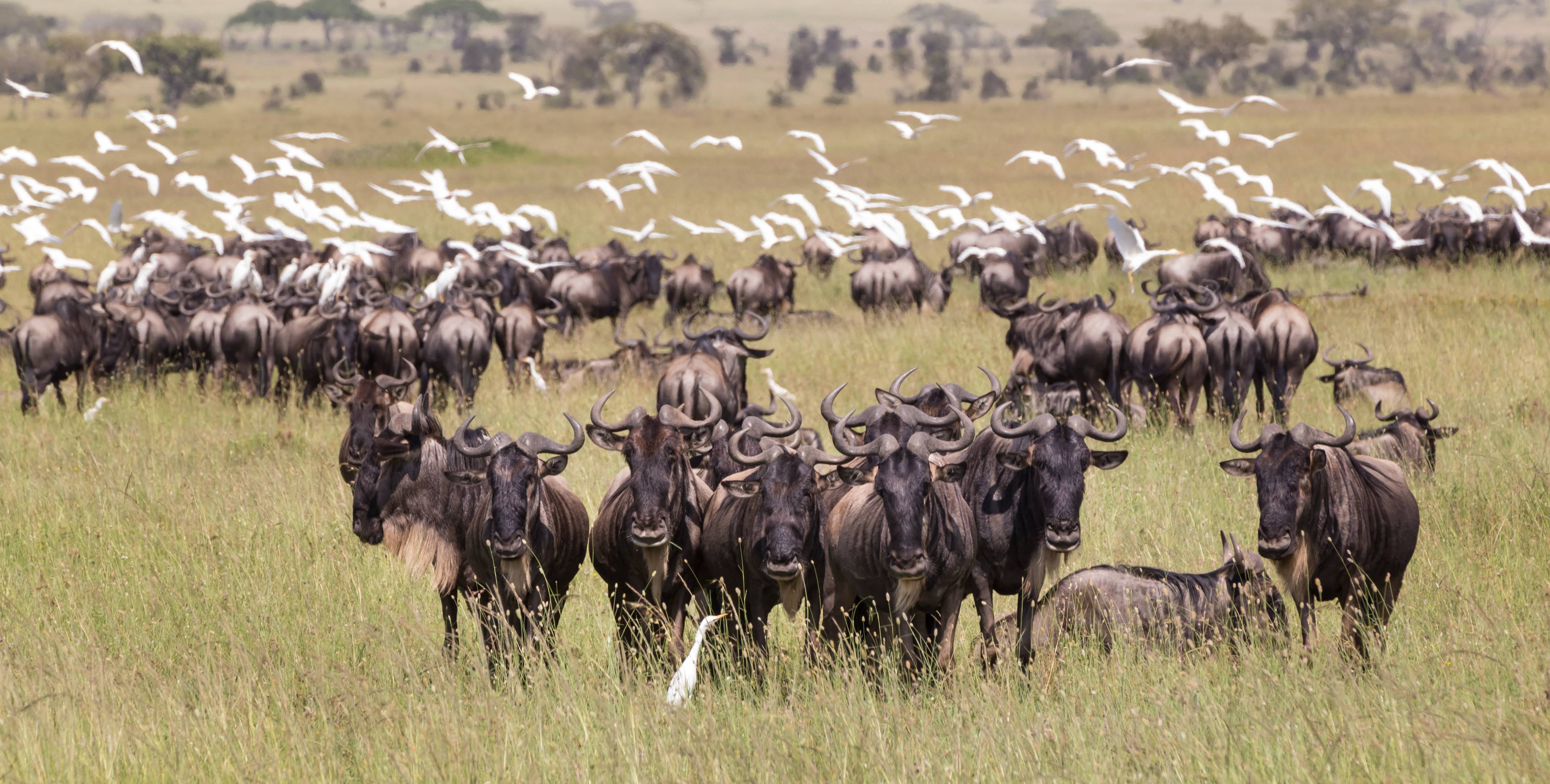 grande migrazione serengeti national park tanzania