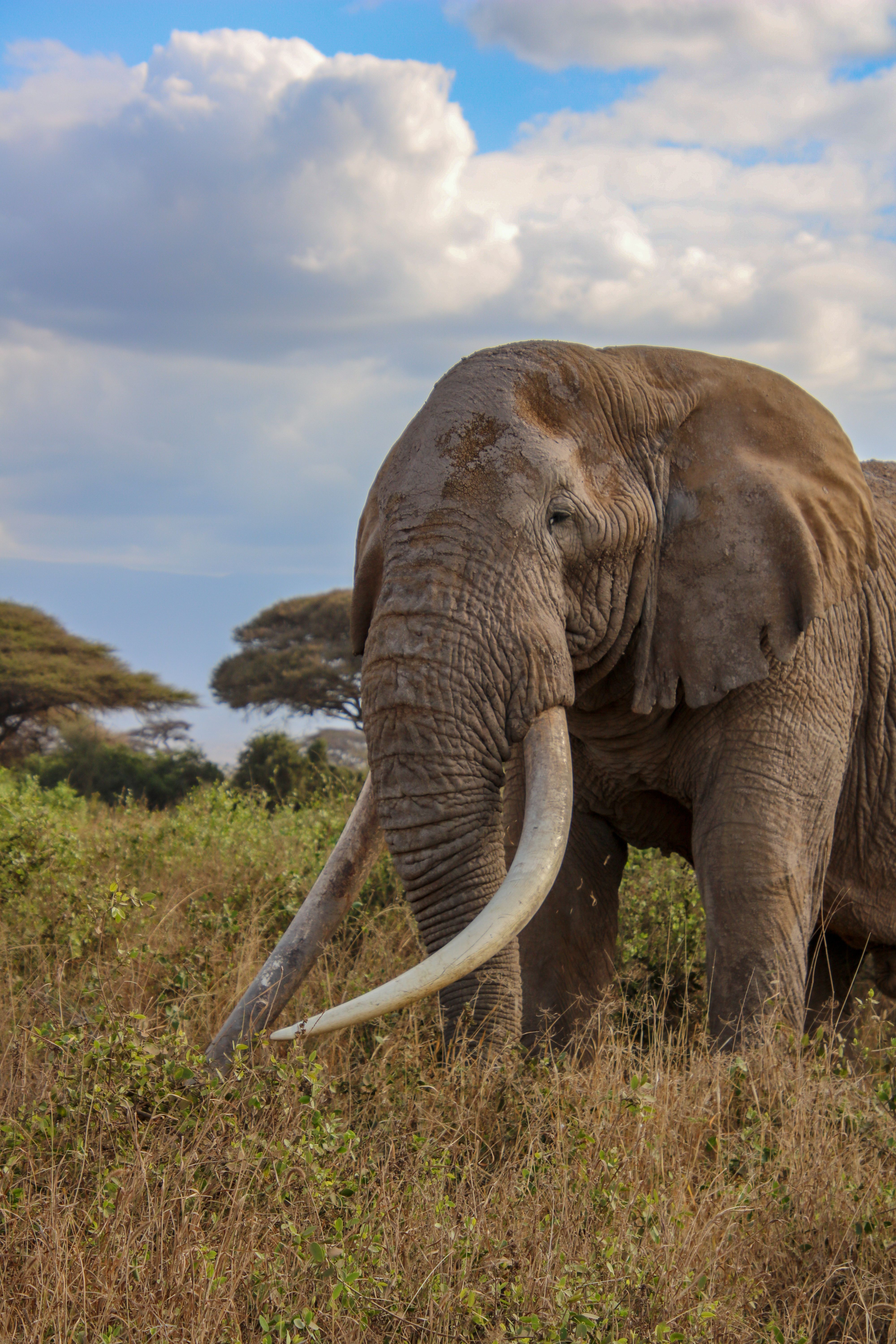 elefante al parco amboseli