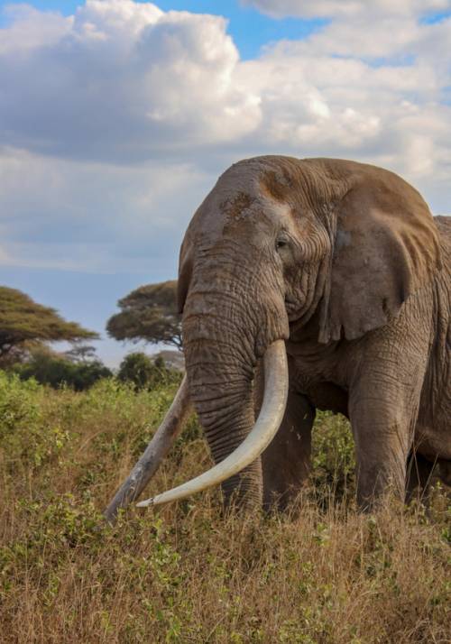 elefante in kenya nel parco amboseli