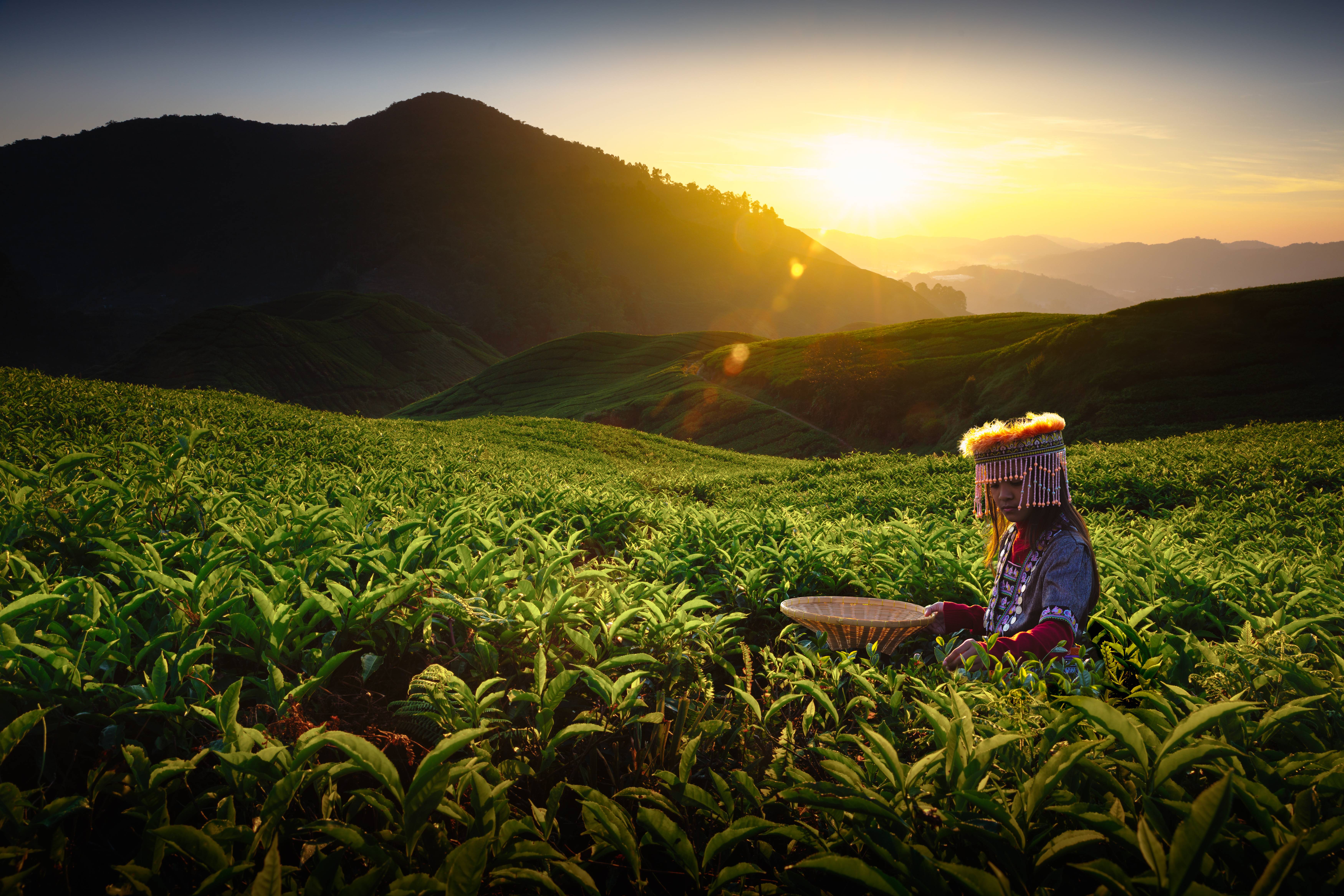 cameron highlands al tramonto malesia