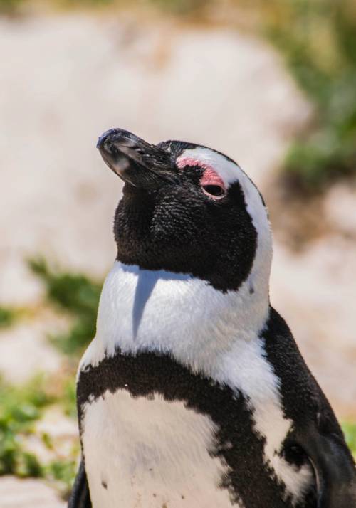 penguin