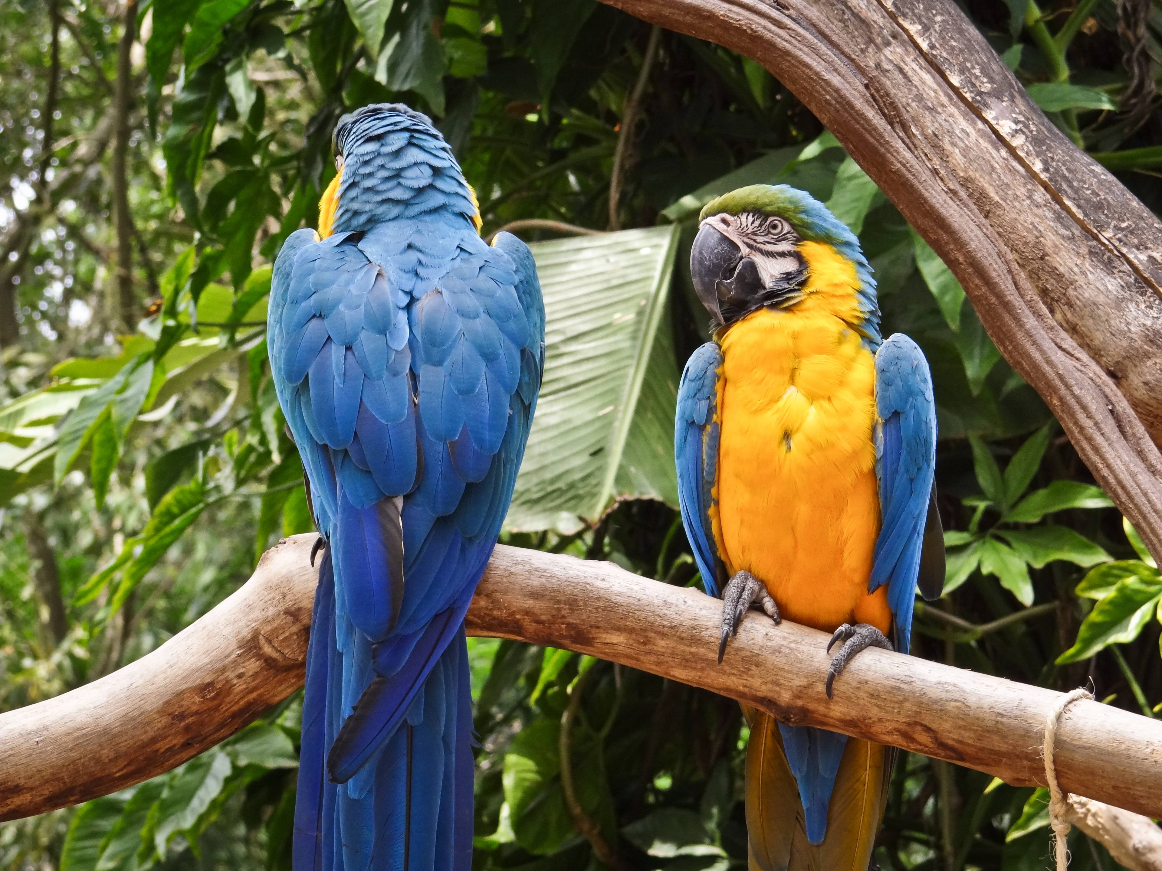 pappagalli a iguazu