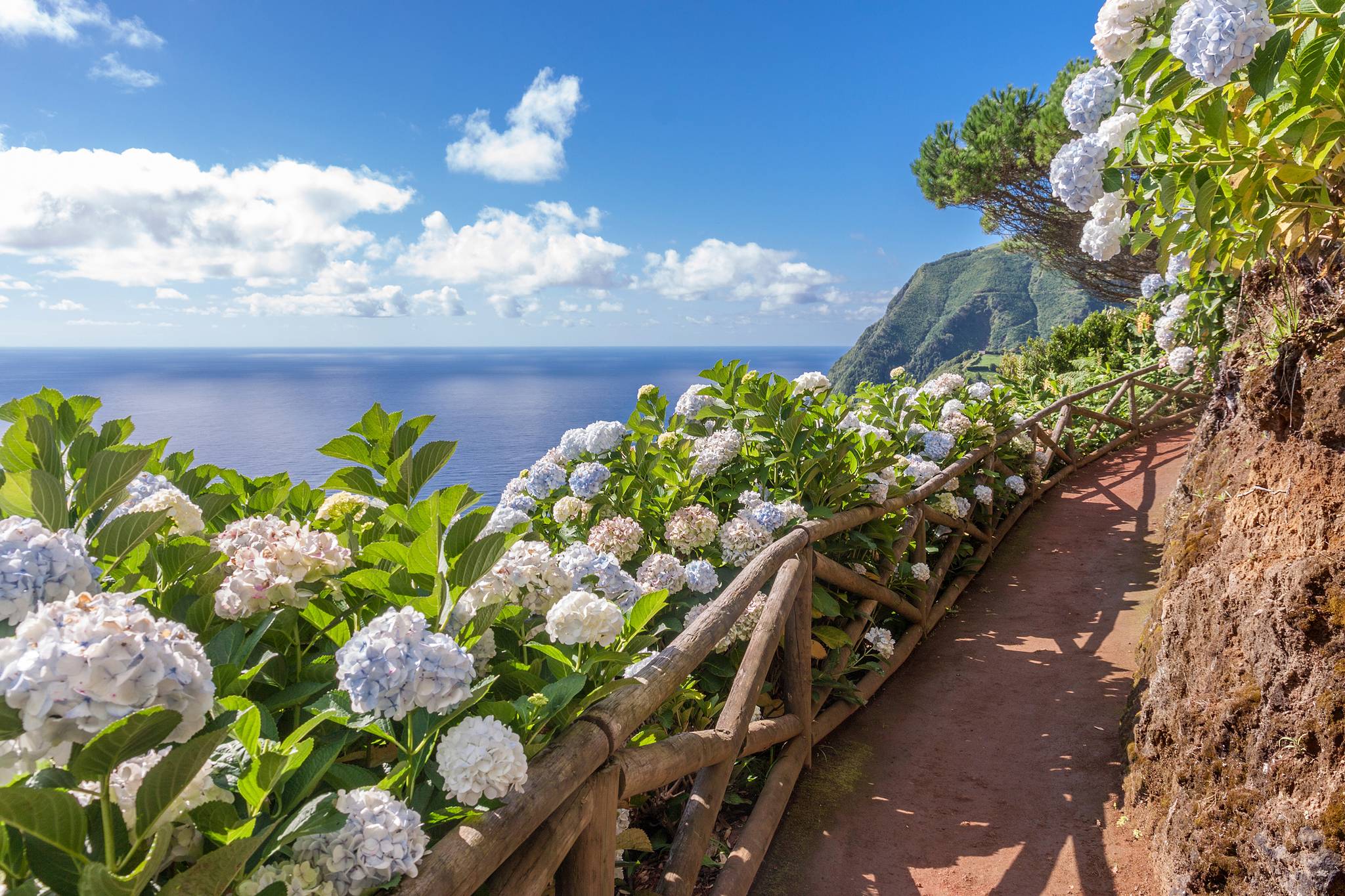 sentiero lungo mare con fiori